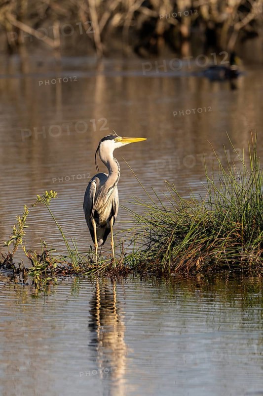 Grey heron (Ardea cinerea), Vulkaneifel, Rhineland-Palatinate, Germany