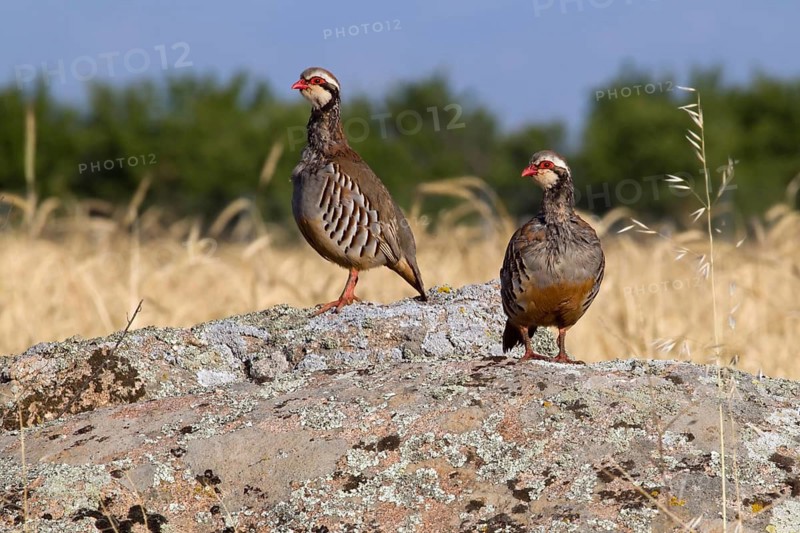 Red-legged Partridge (Alectoris rufa), Castile-La Mancha, Spain