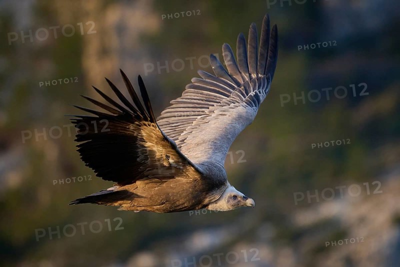 A griffon vulture flies low over a verdant landscape, its strong wings cutting through the air Photographed in the serene wilderness of Alicante, Spain