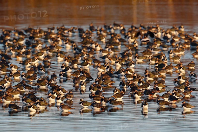 Northern Lapwing (Vanellus vanellus) huge flock, Netherlands