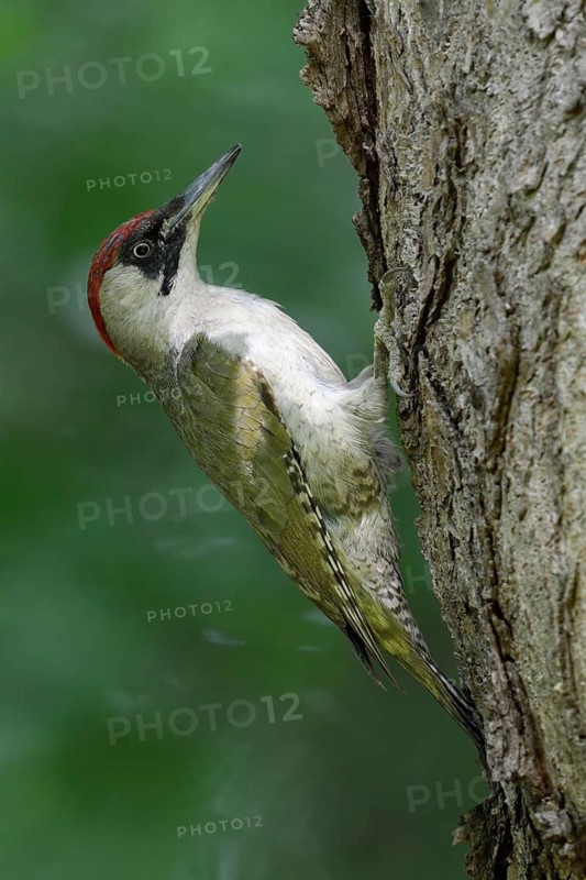 European Green Woodpecker (Picus viridis) female, North Rhine-Westphalia, Germany