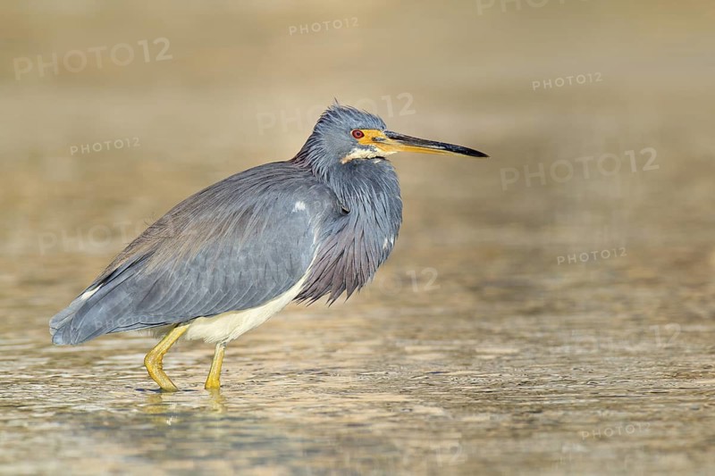 Tricolored Heron (Egretta tricolor), Florida, USA