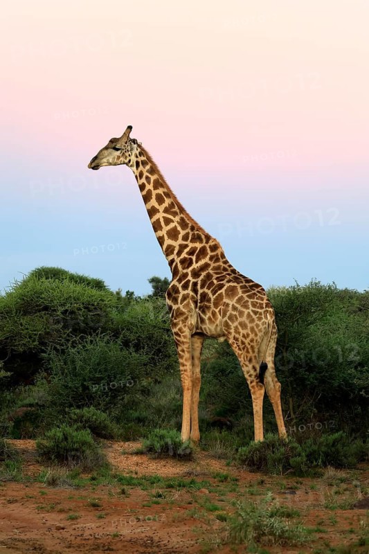 Cape giraffe (Giraffa camelopardalis giraffa), adult, foraging, Mokala National Park, Northern Cape, South Africa