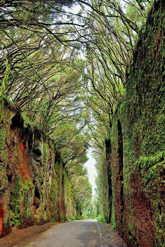 Tunnel of moss-covered rocks and trees with old road to the Mirador Pico del Inglés viewpoint, Anaga Landscape Park, Tenerife, Canary Islands, Spain