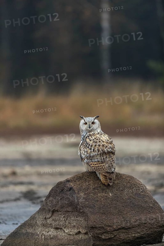 One Siberian Eagle Owl (Bubo bubo sibiricus) sitting on a rock at a dry lakeshore on an autumnal misty cold morning