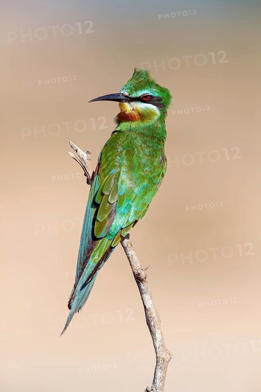 Blue-cheeked Bee-eater, (Merops persicus), family of bee-eaters, bird on perch, Al Mughsyal, Salalah, Dhofar, Oman