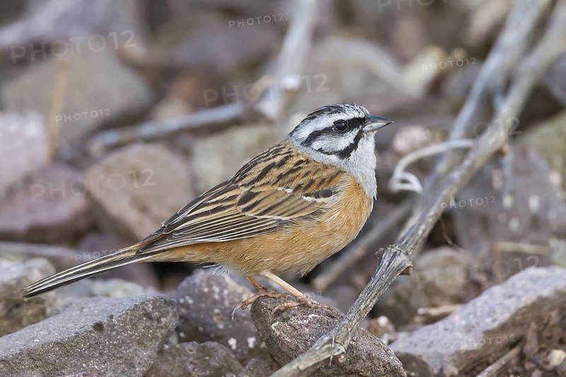 Rock Bunting -Zippammer - Emberiza cia ssp. cia, Germany, adult male