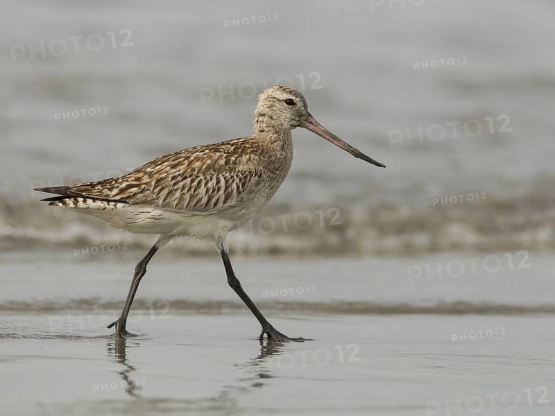 Bar-tailed Godwit (Limosa lapponica) foraging, Gambia