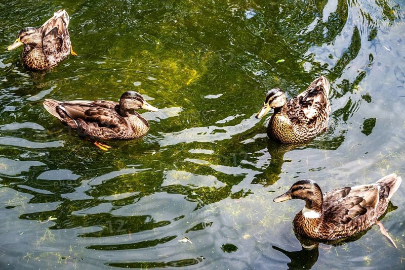 Ducks, walk along the Rotte, route from the modern city center to the green suburbs such as Hillegersberg or the Hoge Bergse Bos. historic waterway leads past riverbanks, parks and the Prinsenmühle, Rotterdam, Netherlands