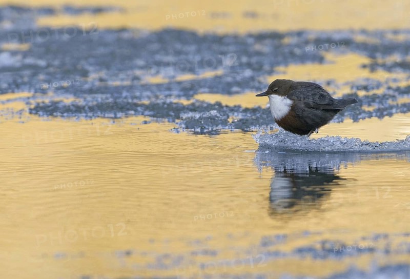 White-throated Dipper (Cinclus cinclus), Saxony, Germany