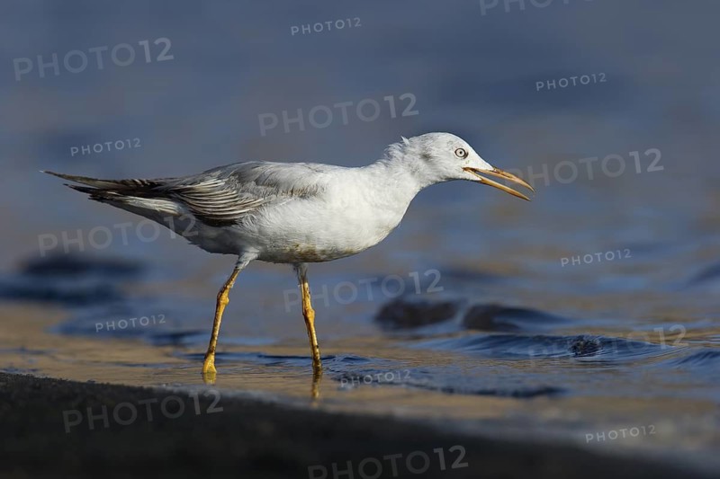 Slender-billed Gull (Chroicocephalus genei), Eilat, Israel