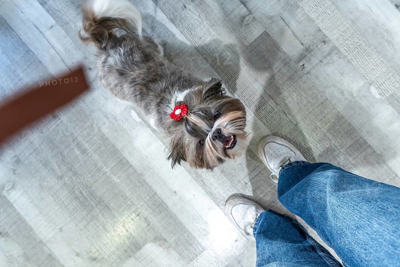 Playful shih tzu puppy wearing a red hair clip looks up expectantly at owners hand for a treat on a gray wooden floor, conveying affection, training and joyful anticipation