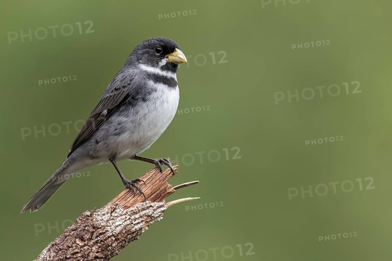 Double-collared Seedeater (Sporophila caerulescens) perched on a branch in the Atlantic Rainforest of Brazil