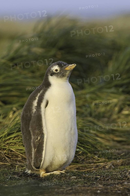 Gentoo Penguin (Pygoscelis papua), Falkland Islands