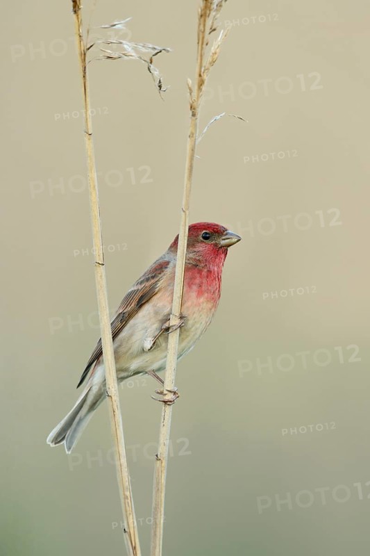 Common Rosefinch (Carpodacus erythrinus) male, Netherlands