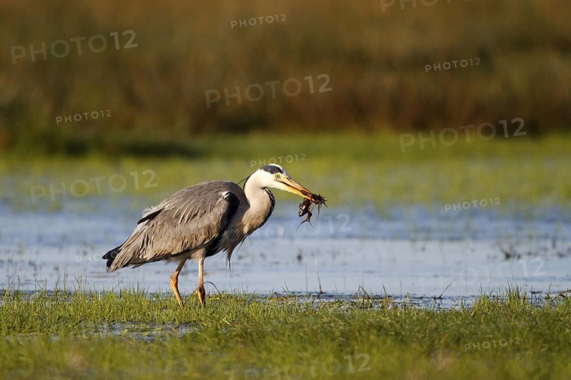 Grey Heron (Ardea cinerea) male foraging, North Rhine-Westphalia, Germany