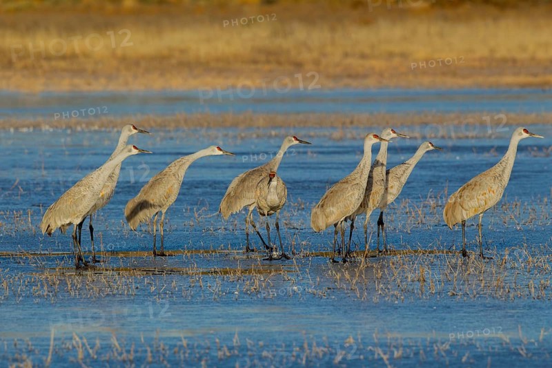 Sandhill Crane Grus canadensis tabida Bosque del Apache National Wildlife Refuge, New Mexico, United States 16 December Adult Greater Sandhill Cranes preparing to take flight. Gruidae