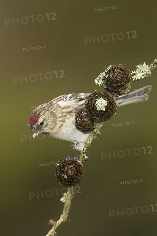 Lesser Redpoll (Acanthis cabaret), Wales, United Kingdom