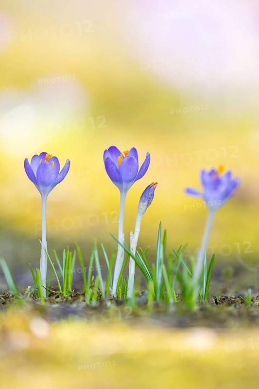 Flowering crocuses (Crocus) in the garden in springtime on a sunny day, Bavaria, Germany