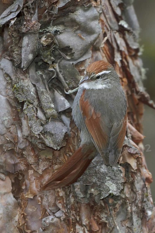 Baron's Spinetail (Cranioleuca baroni), Central Highlands, Peru