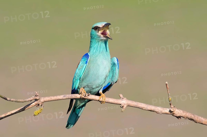 European Roller (Coracias garrulus) singing, perched on a branch, Puszta, Hungary