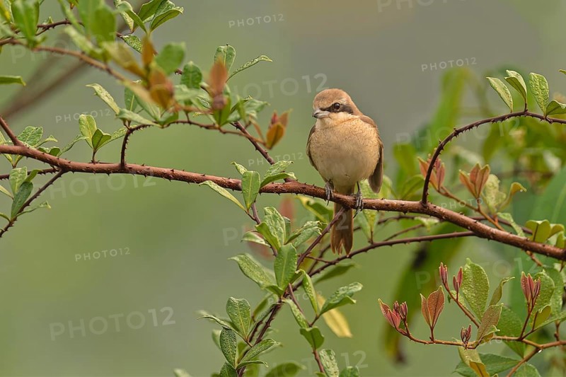 Braunwürger (Lanius cristatus) auf seinem Ansitzast am Regenwald von Sri Lanka
