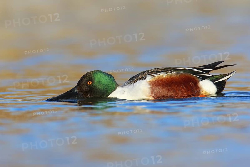 Northern Shoveler (Spatula clypeata) male, British Columbia, Canada