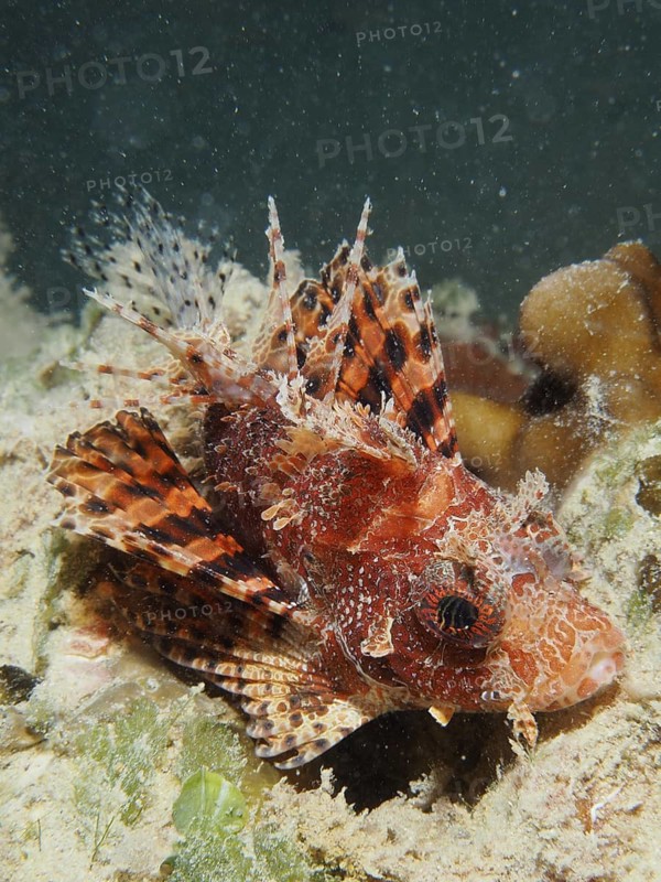 Red Sea Dwarf Lionfish (Dendrochirus hemprichi)