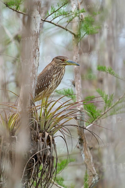 Night heron (Nycticorax nycticorax), young bird on Bromelia, spring, Everglades National Park, Florida, USA
