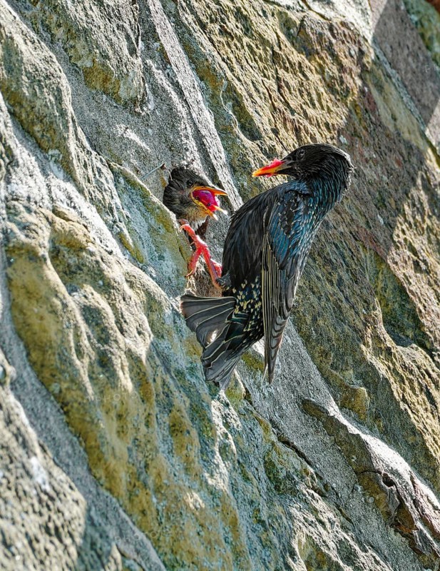 Starling, also Common starling (Sturnus vulgaris), feeds nestling at a breeding cavity in a wall, Eurasia