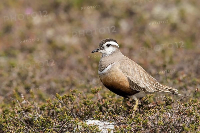 Eurasian Dotterel (Charadrius morinellus), Dalarna, Sweden
