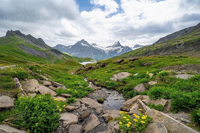 Mountain stream with flowers, mountain landscape with Bachalpsee mountain lake, Mittelhorn and Schreckhorn peaks with upper Grindelwald glacier, Bernese Alps, Bernese Oberland, Switzerland