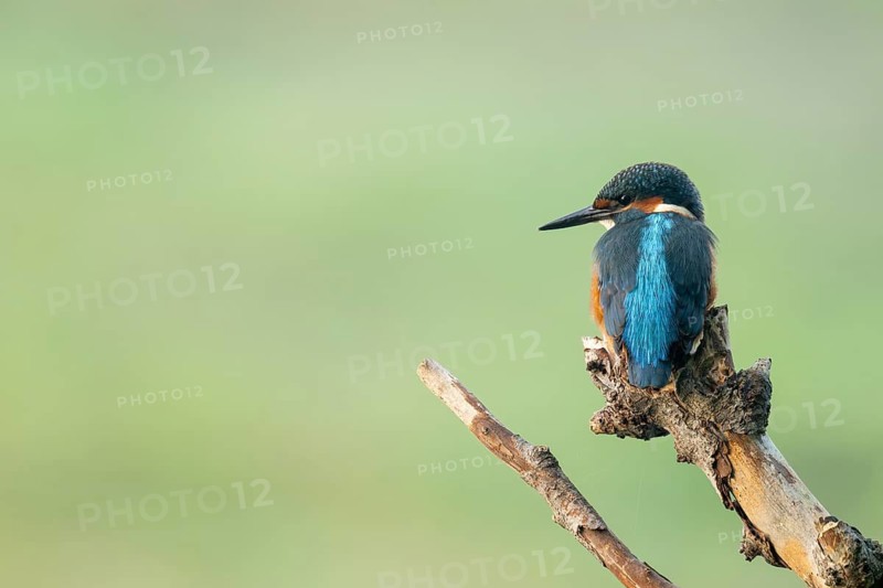 Kingfisher (Alcedo atthis) sitting on an old branch, perch and looking for prey, Lower Saxony, Germany