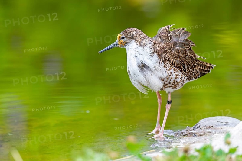 A male ruff (Calidris pugnax) searching for food in shallow water. Northern Poland