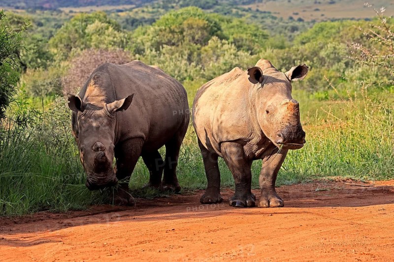 White rhino (Ceratotherium simum), white rhino, adult, two rhinos, foraging, dehorned, horn removed, Pilanesberg National Park, North West Province, South Africa, Africa, Germany