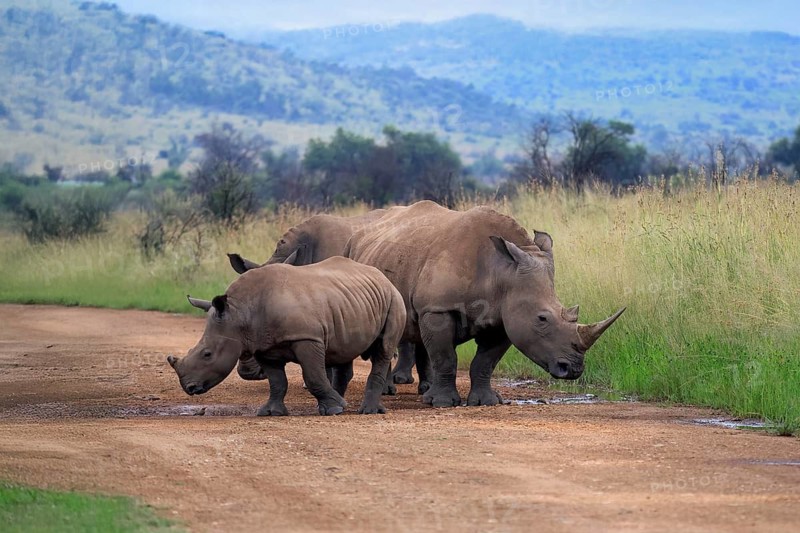 White rhino (Ceratotherium simum), white rhino, adult, female, mother, young animal, foraging, Pilanesberg National Park, North West Province, South Africa, Africa, Germany