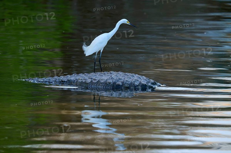 A white bird stands on a crocodile in the water, surrounded by green vegetation, Great Blue Heron (Egretta thula), American Alligator (Alligator mississippiensis), Orlando, Florida, USA