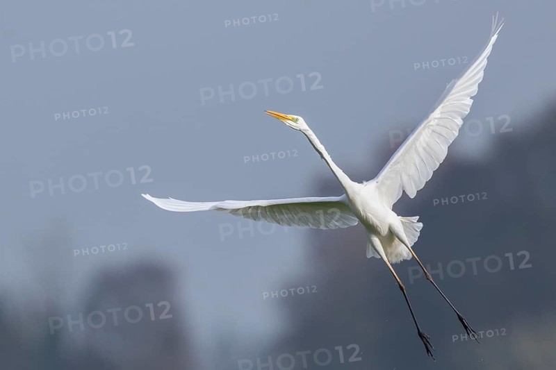 Great Egret (Ardea alba) flying, Netherlands