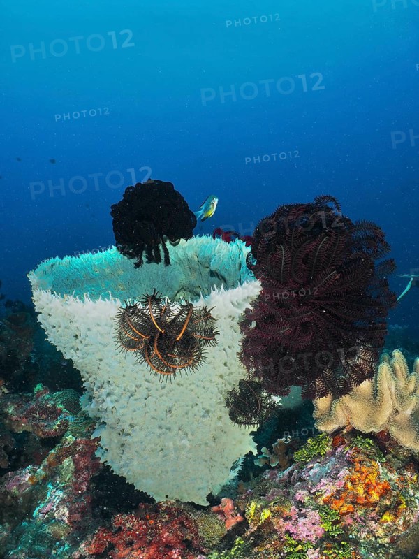 Spiny tube sponge (Callyspongia (Cladochalina) aerizusa) with black feather stars, surrounded by the blue ocean, dive site Gondol Bay, Gondol, Bali, Indonesia