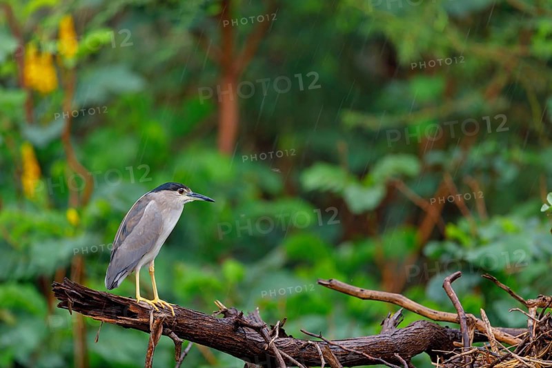 Black-crowned black crowned night heron (Nycticorax nycticorax), Bihoreau gris, HÈron bihoreau, Martinete Com?n, Ayn Razat, Salalah, Dhofar, Oman