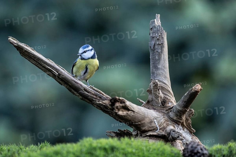 Blue tit (Parus caerulea), Emsland, Lower Saxony, Germany