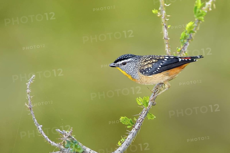 Spotted Pardalote (Pardalotus punctatus) male, Victoria, Australia
