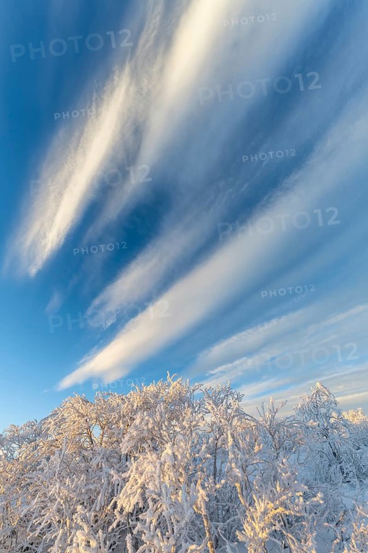 Cloudy sky over snowy mountain birches, Norrbotten, Lapland, Sweden, November 2020
