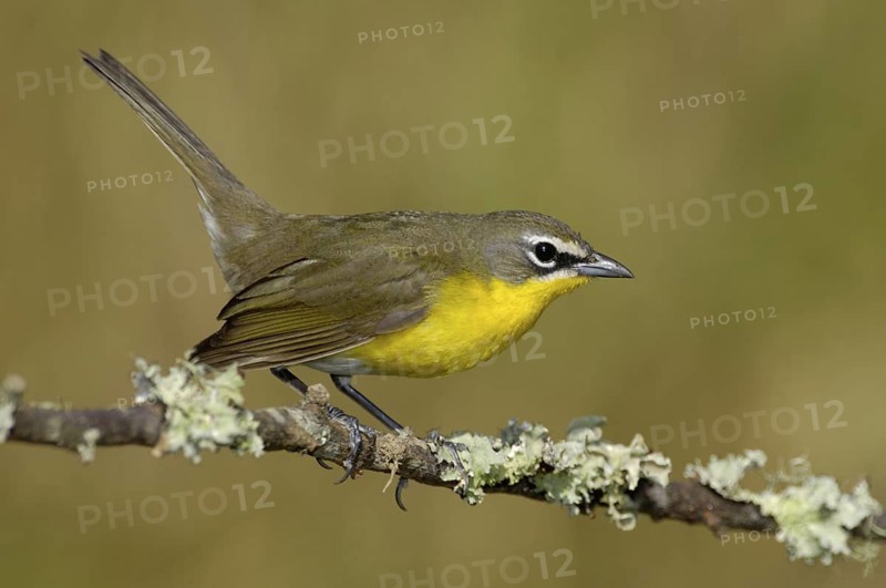 Yellow-breasted Chat (Icteria virens), Texas, USA