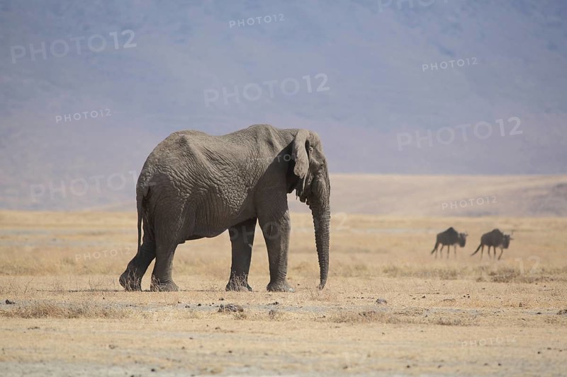 African elephant (Loxodonta africana) and blue wildebeest, Ngorongoro Crater, Serengeti, Tanzania, East Africa