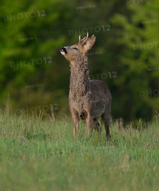 Roe deer (Capreolus capreolus), roebuck with beginning hair change standing in a meadow and taking in the scent, wildlife, Thuringia, Germany