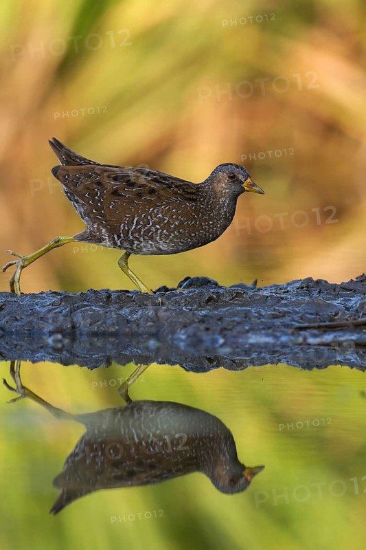 Spotted Crake (Porzana porzana), Saxony, Germany