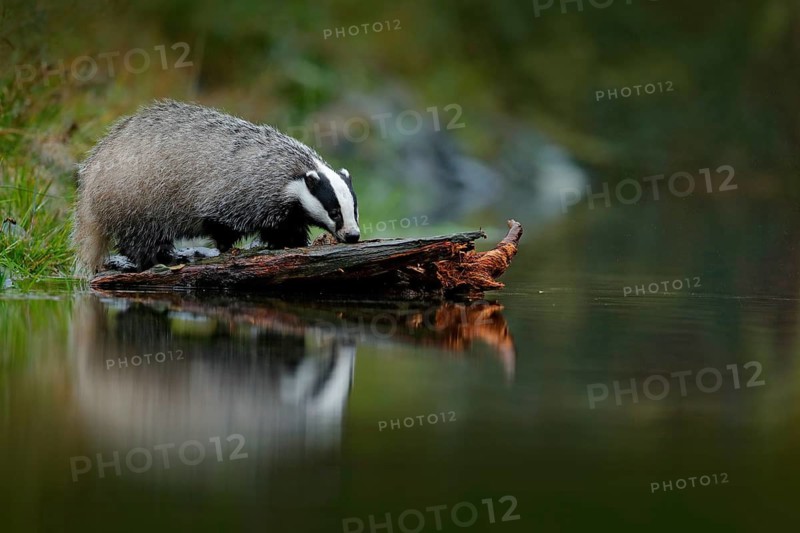 Badger in forest, animal nature habitat, Germany, Europe. Wildlife scene. Wild Badger, Meles meles, animal in wood. European badger, autumn pine green forest. Mammal environment, rainy day