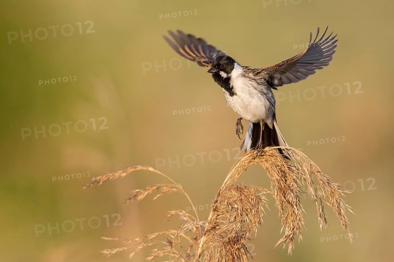 Common Reed Bunting (Emberiza schoeniclus) male in reedbed, Poland