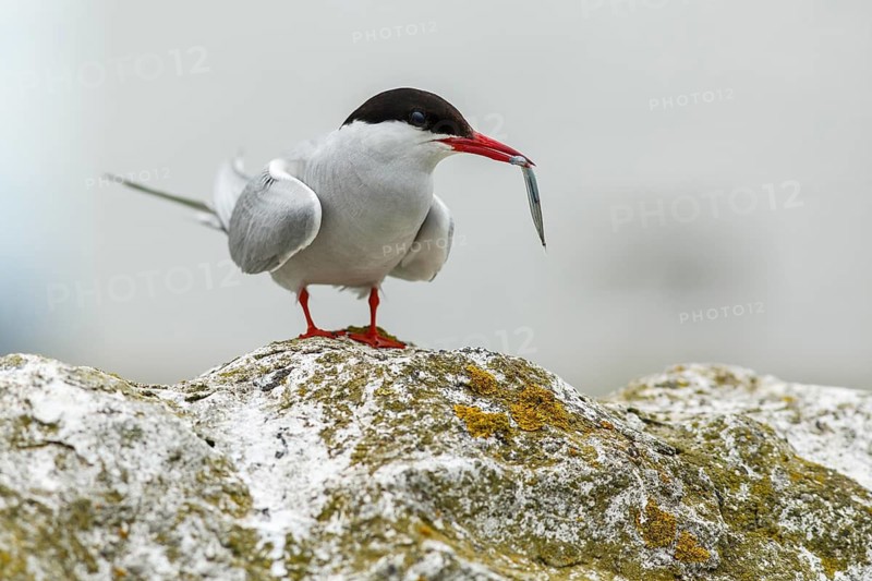 Arctic Tern (Sterna paradisaea), with sandeel in beak, Farne Islands, United Kingdom